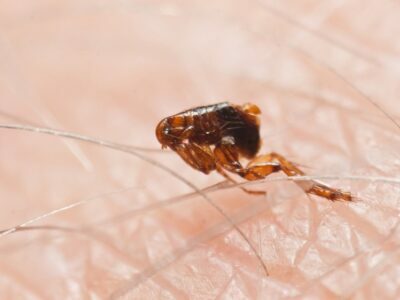 What Health Risks Are Associated with Flea Infestation? Flea Infestation